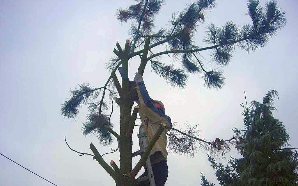 wycinka korony sosny