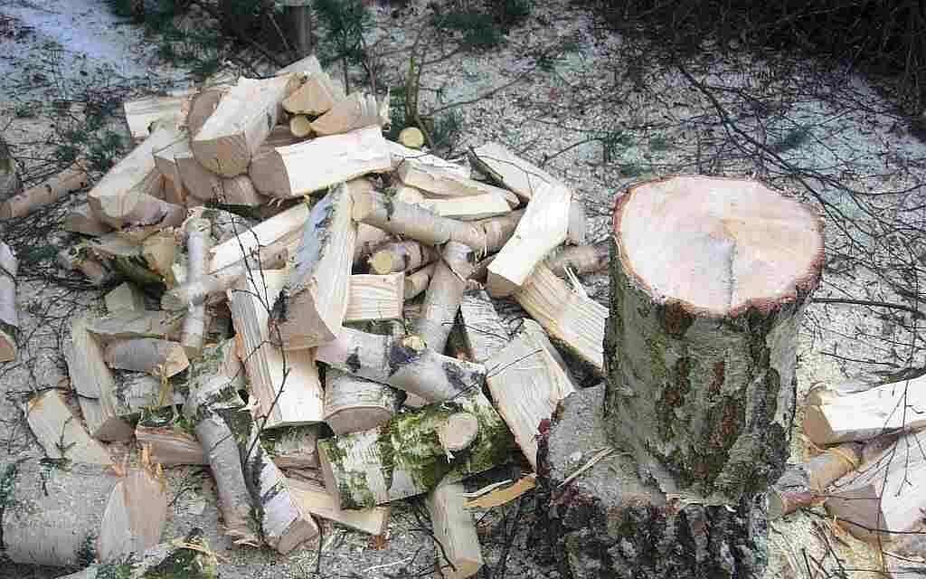 łupanie pnia drzewa