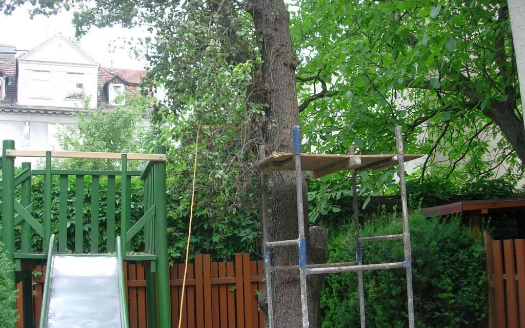 wycinka drzew owocowych