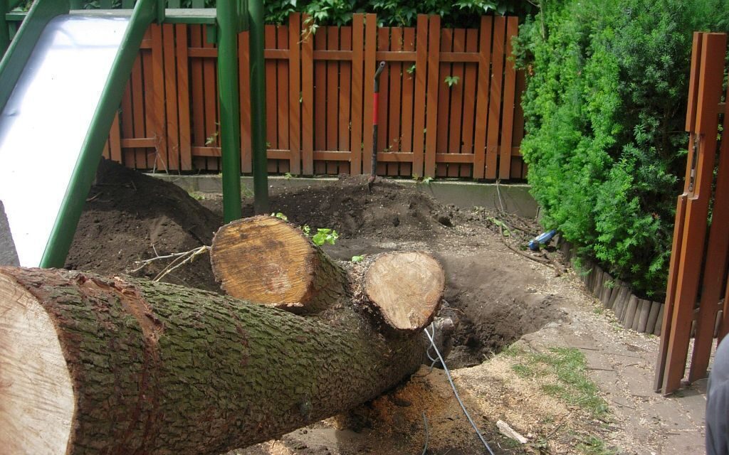 karczowanie korzenia gruszy