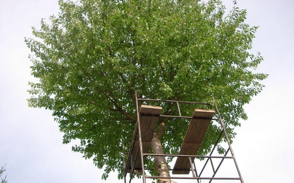 skracanie koron drzew