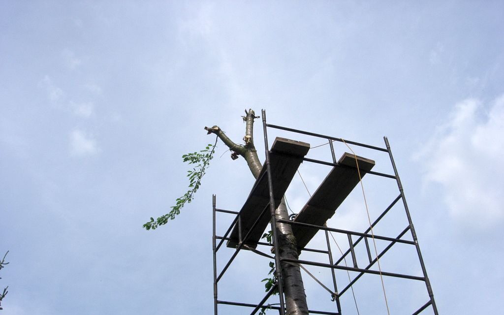 rusztowanie warszawskie do cięcia gałęzi
