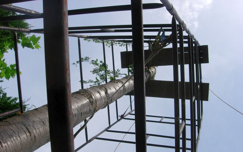 wycinka drzew z rusztowania warszawskiego