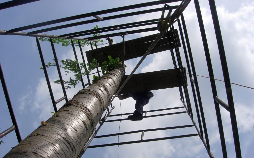 wycinka drzew z rusztowania