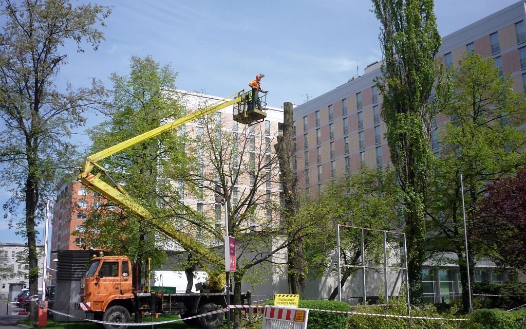 podnośnik do wycinki drzew