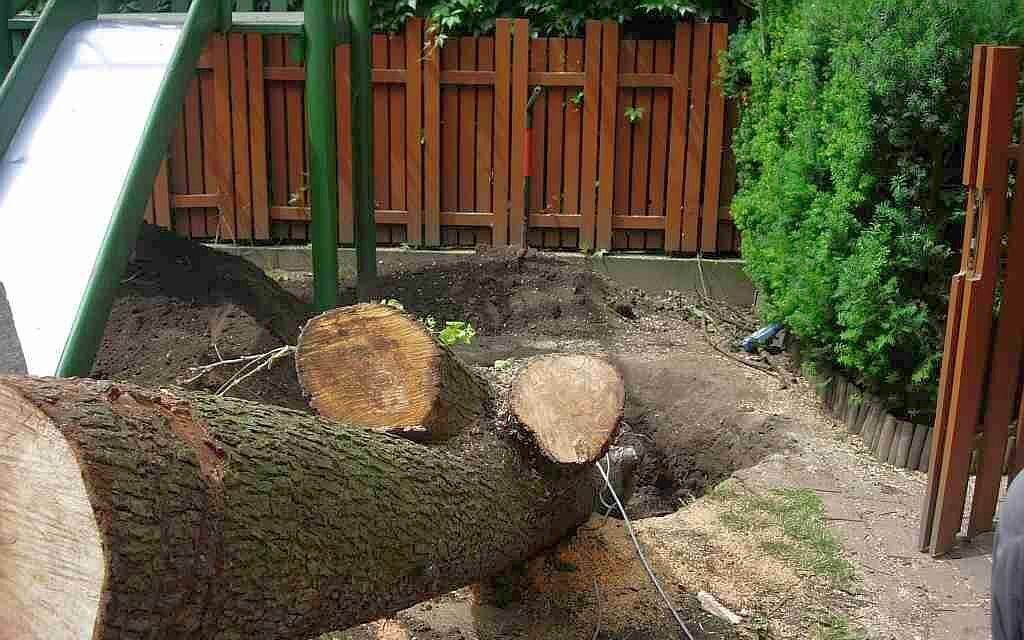 wycinka drzew Poznań