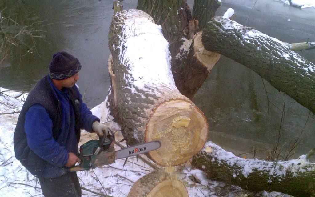 precyzyjna wycinka dużego drzewa