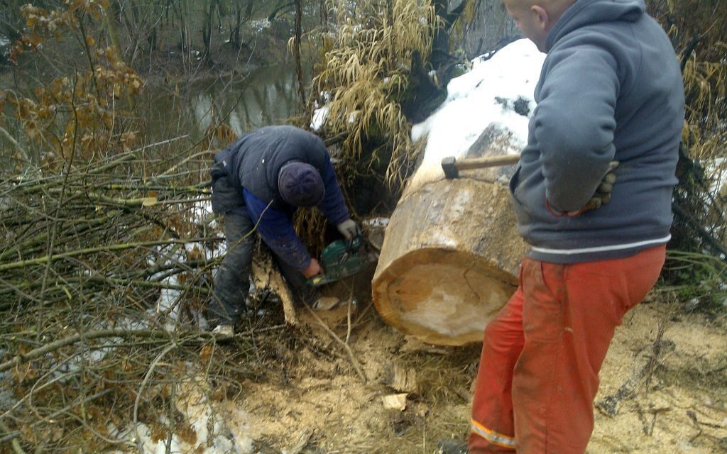 ciecie na plastry pnia drzewa