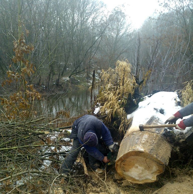 wycinka dużego drzewa w lesie