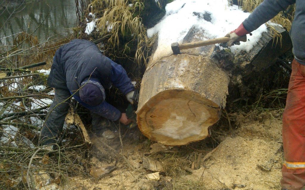 wycinka dużego drzewa